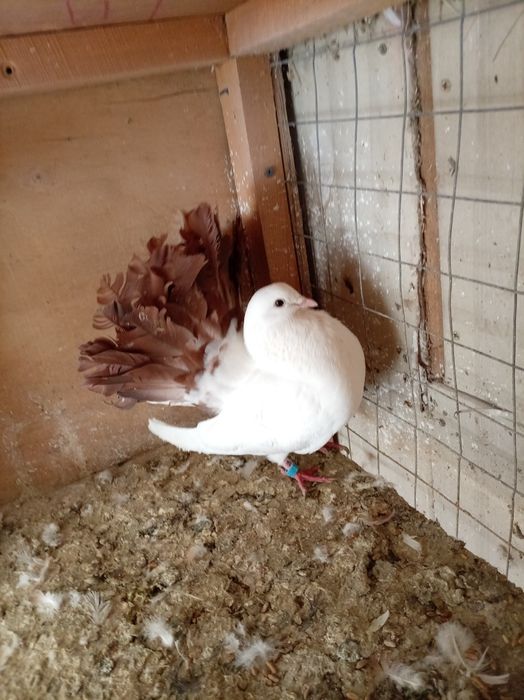 Павлины голуби взрослые