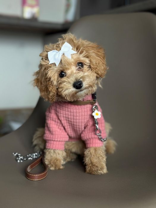 Мальтипу мальчики и девочки