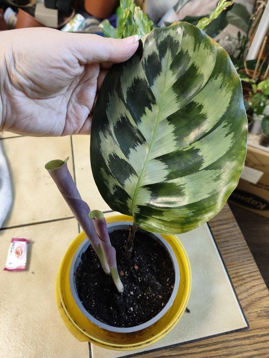 Растения для дома и офиса