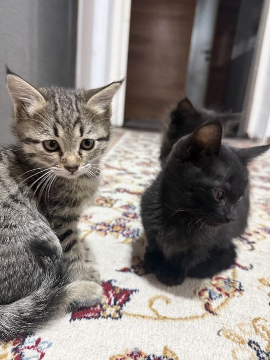 Отдам котят ! В добрые руки ! Домашние