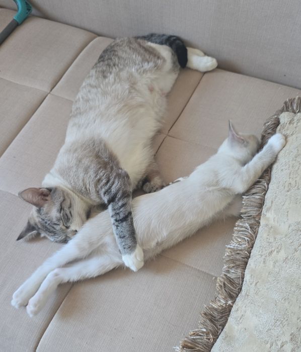 Отдам котенка ( девочка