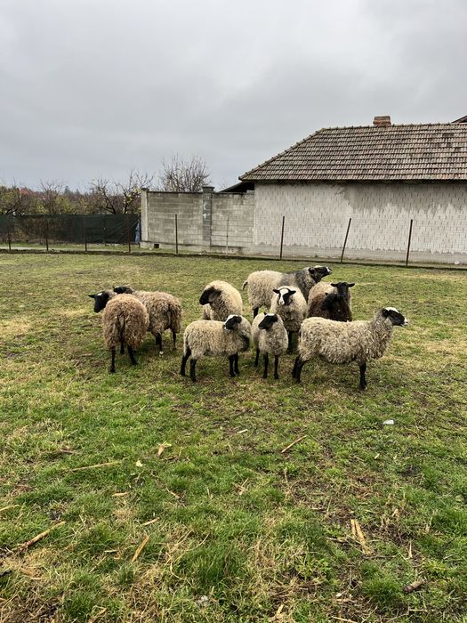 Oi Romanov de vanzare