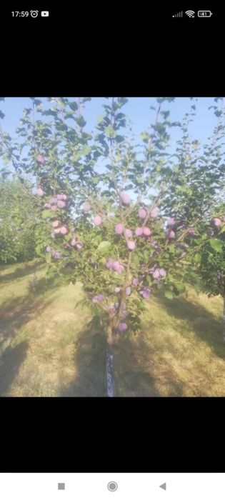 Продава се Къща в с. Асеновци, Област Плевен - 60 кв.м за 192 €/кв.м - Снимка #12