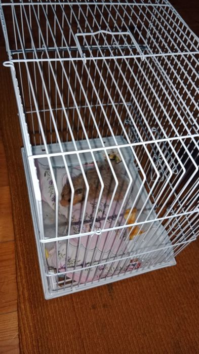 Qoʻlga oʻrgangan, tishlamaydigan hamyak sotiladii