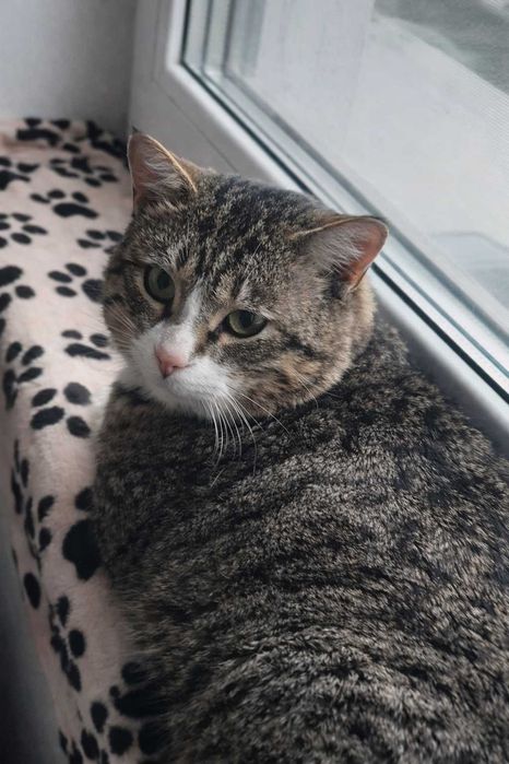 Adoptă-l pe TIGRI - batonul Twix