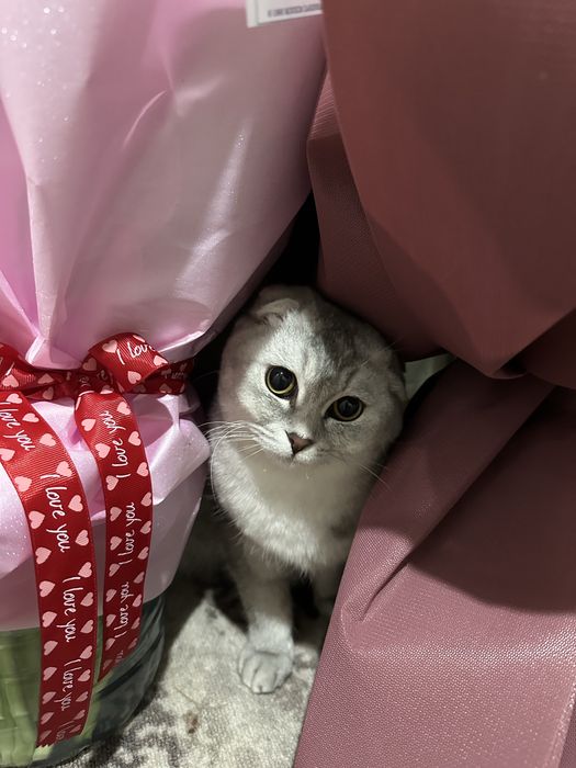 Шотландская вислоухая