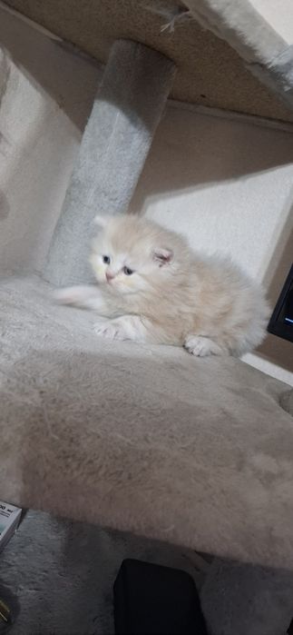 Шотландские котята страйтики