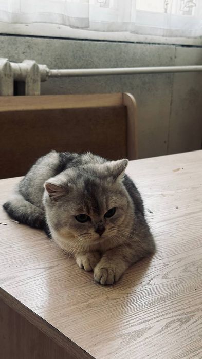 Mushuk Skotish fold britaniskiy sotiladi srochniy