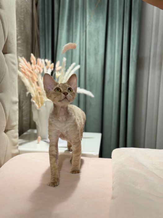 Гарантия что кошка будет у вас  это самец