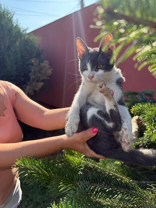 Adopție 5 pisoi minunați!