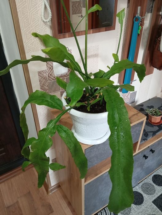 Продам комнатные растения