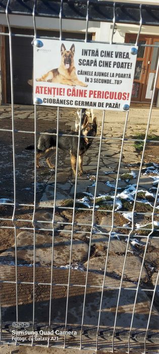 Placa Avertizare Caine Rau Periculos Ciobanesc German