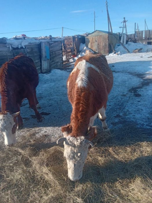 Семейде 40 шақырым қысыр сиыр