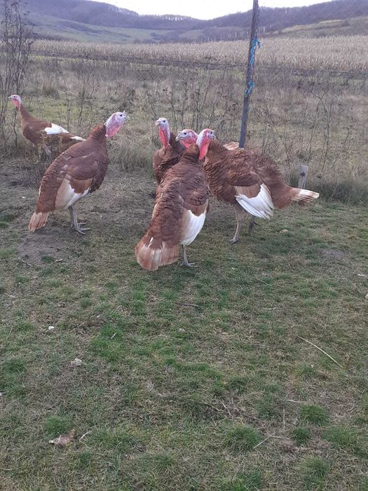 Curcani și curci de vanzare