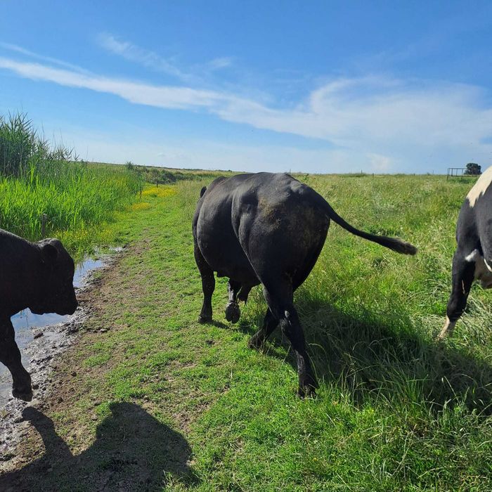 Tauri angus de vanzare