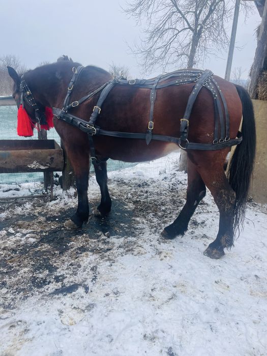 Iapa semi grea de 7 pe ani in aprilie ,1,75 la greaban