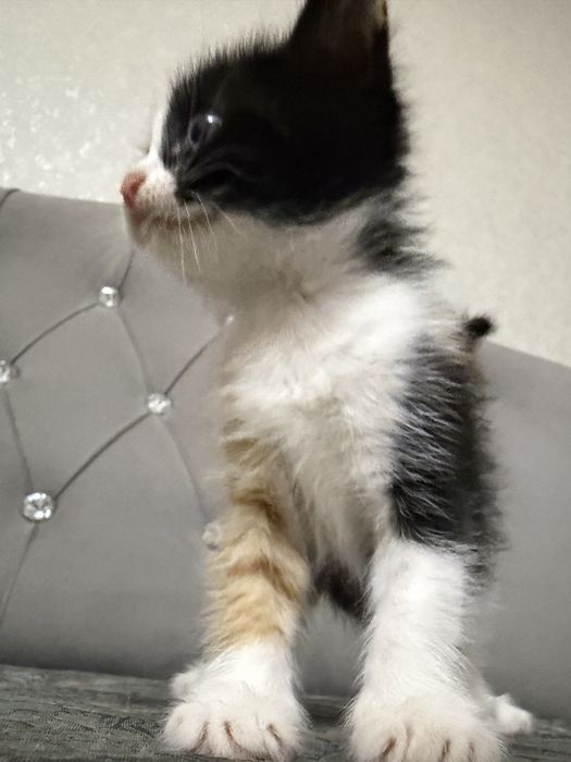 Отдам котенка в добрые руки