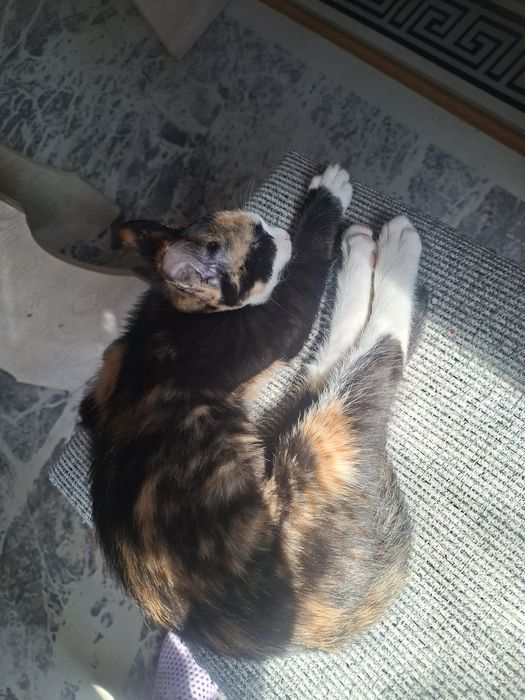 Кошечка 3 месяца