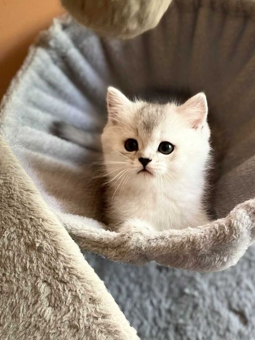 Продавам британски котки
