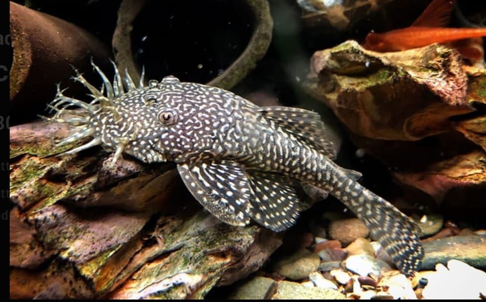 Рыбки для акварюма