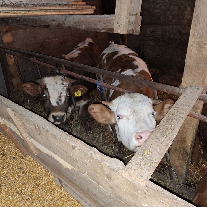 Vand 4 vitele si un taur