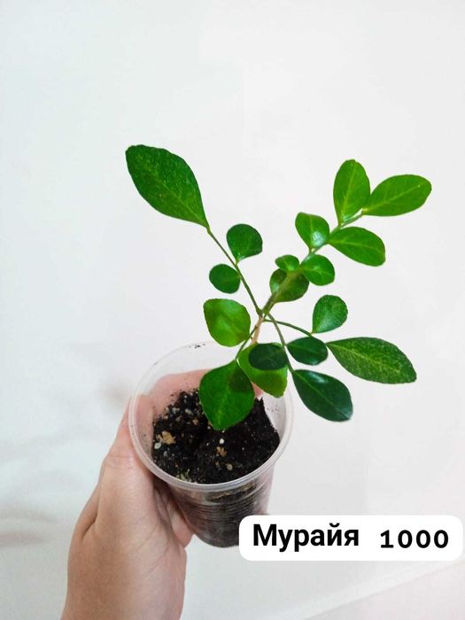 Комнатные растения разного видап