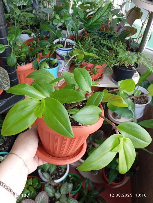 Продам комнатные растения