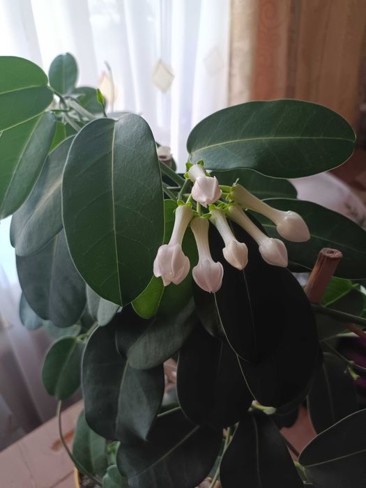 Жасмин, комнатное растение.