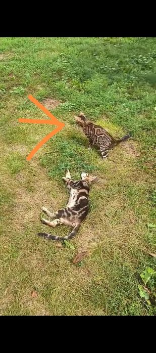 Продам бенгальскую кошку