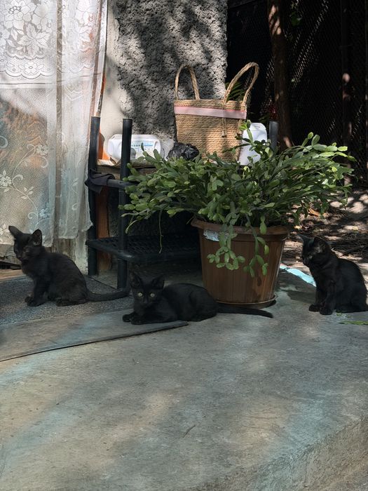 Отдам котят мышеловы