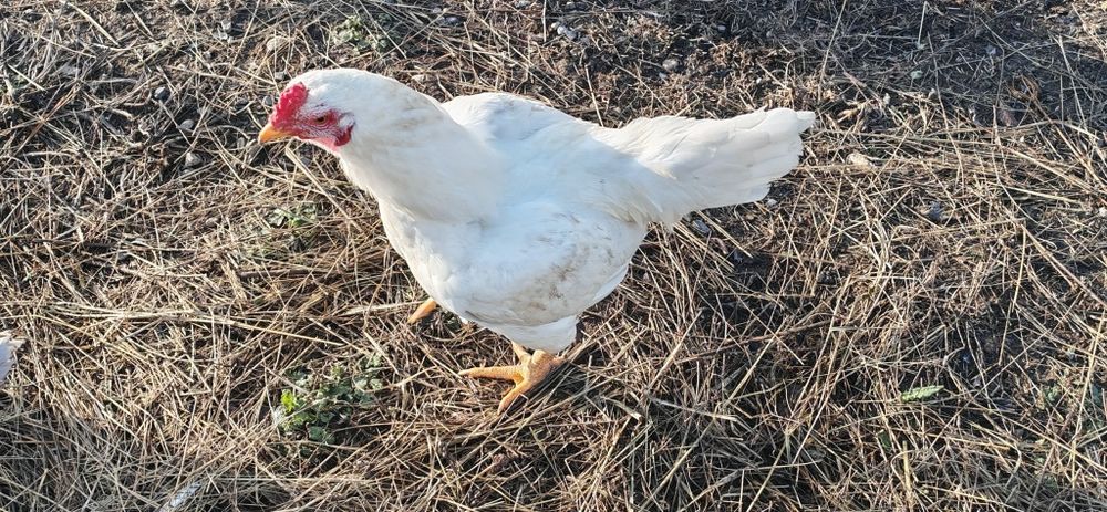 Combatant indian urias si pitic