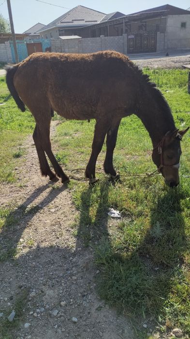 Торы тай сатылады