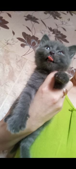 Британский Мальчик 1 месяц 2 недели.