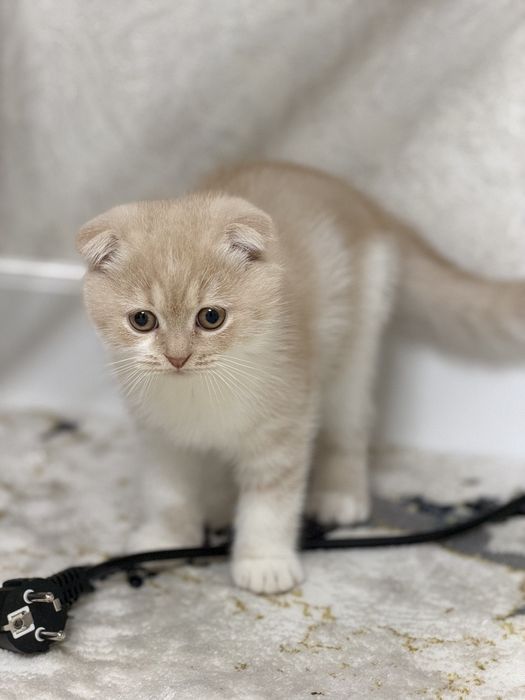 Скоттиш Фолд. Красивые окрас   .