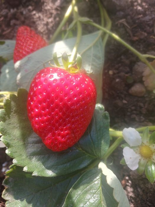 Дача, р-н Телецентр, с/о Кристалл