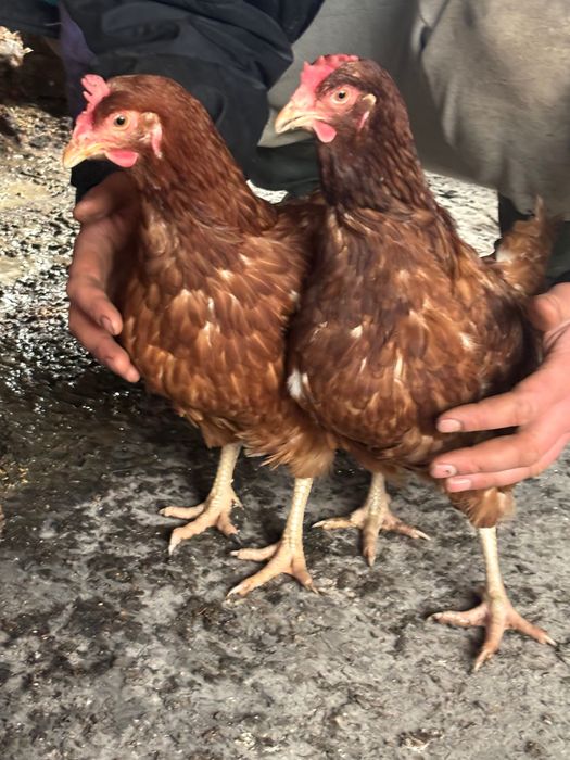 Продавам кокошки носачки