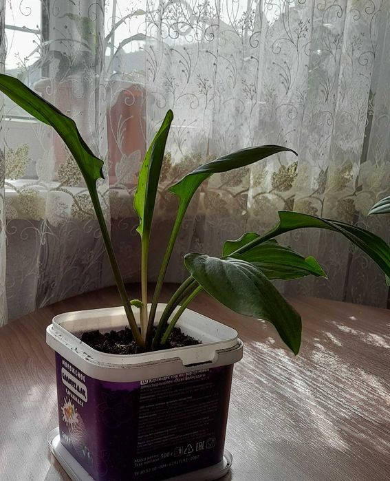 Продам комнатные цветы