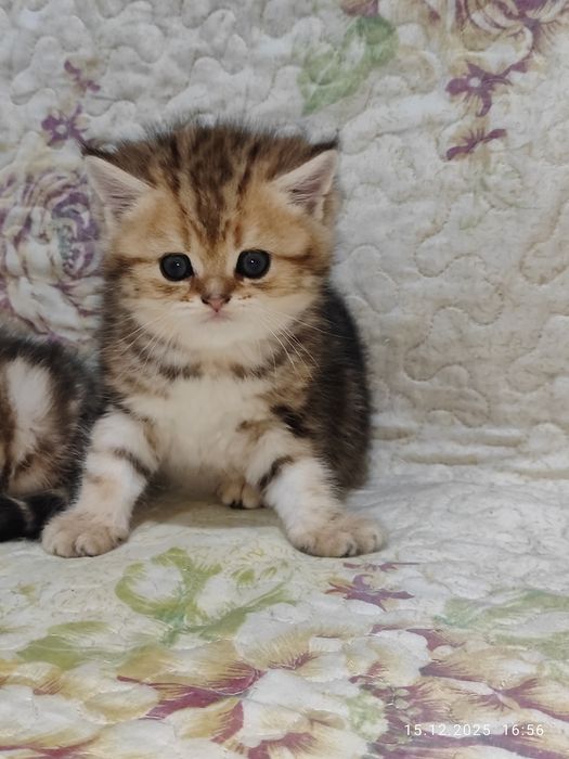 Продается мальчик Скоттиш фолд