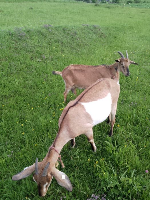 Vând capre de rasă!