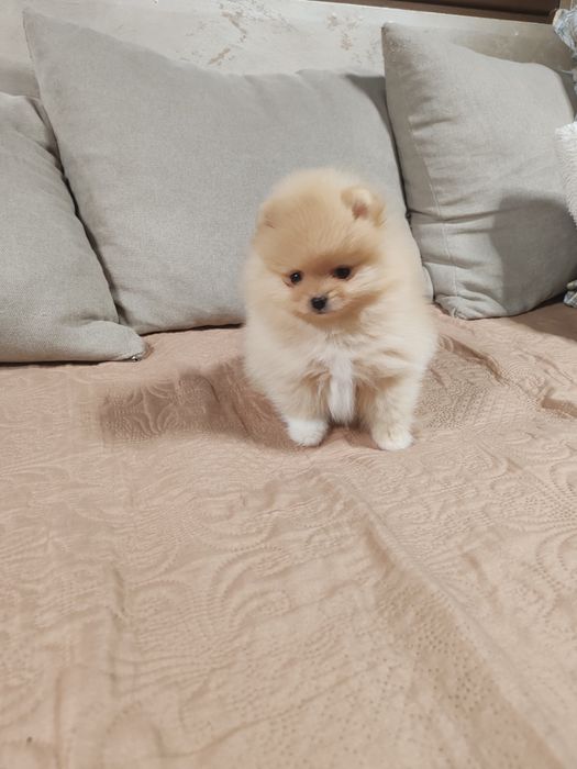 Померан мини  мъжки и женско