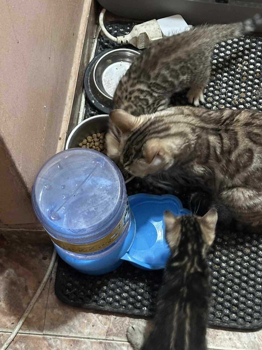 Бенгалски котета