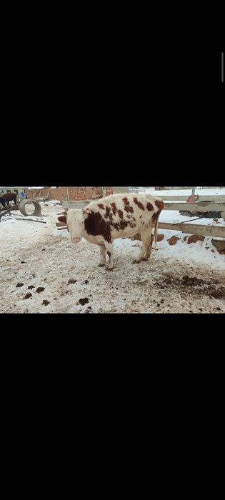 Ұрғашы баспағымен бірге