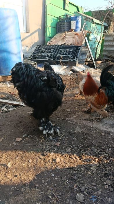 Петухи Кохинхин ланшаль