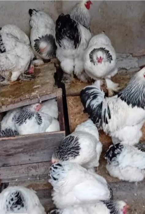 Gaini brahma super preț!