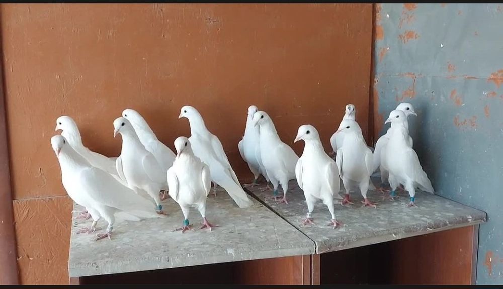 Бакинские Голуби