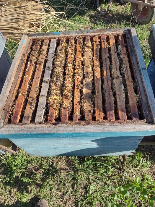 Vând familii albine .