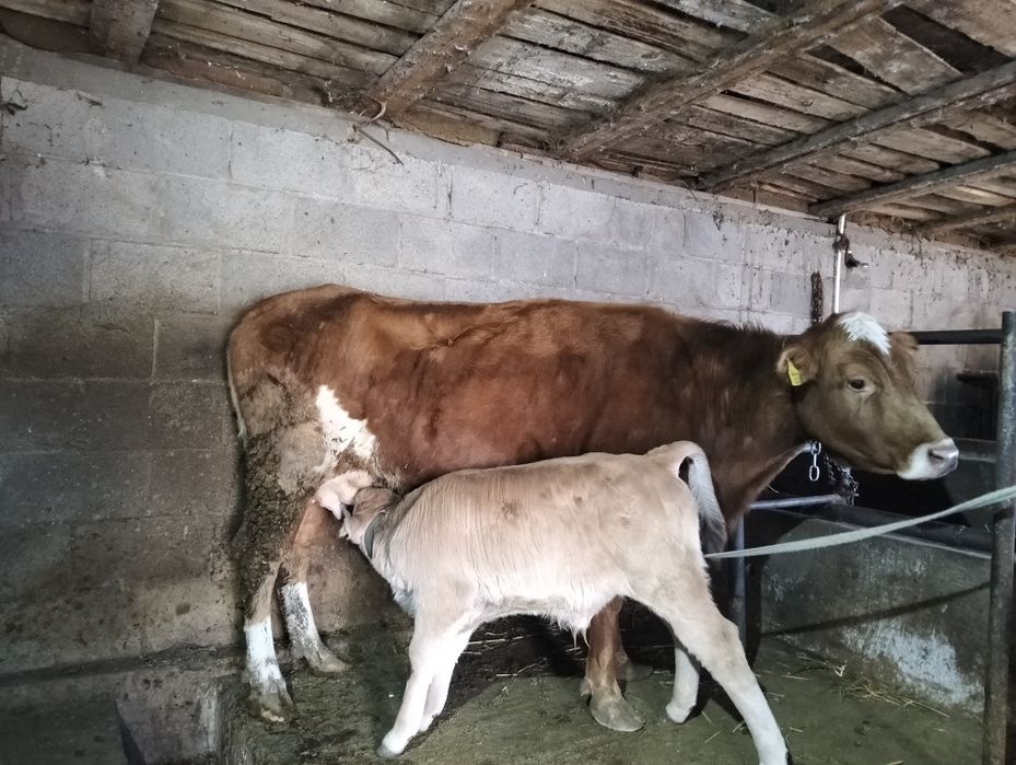 Продам корову с телёнком