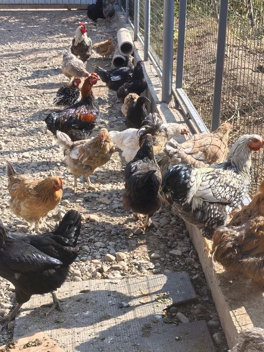 Продам  домашних Кур   Петухов