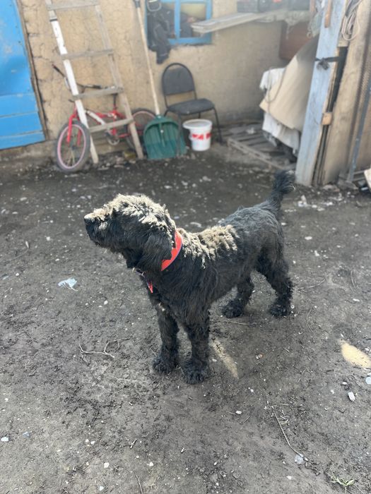 Руский терьер черный