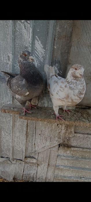 Porumbei Kingi scurți de frumusețe